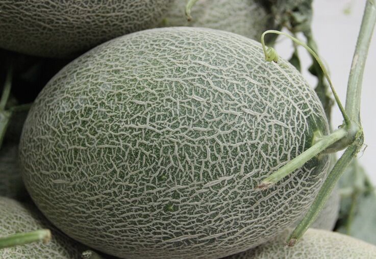 新疆直发 哈密瓜 西州蜜25号 4公斤 包邮